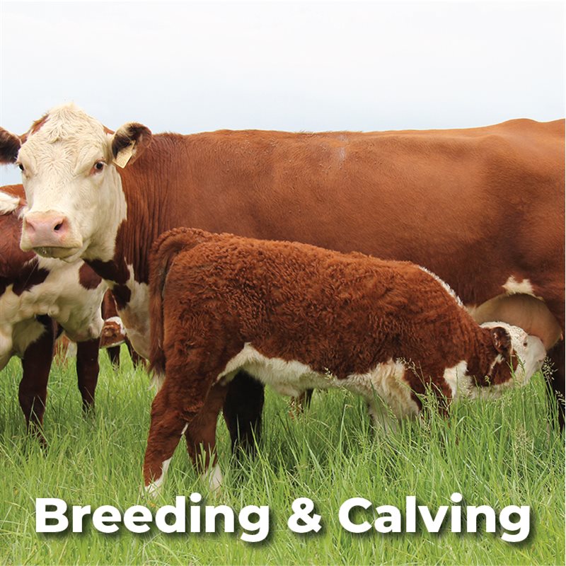 Breeding & Calving 