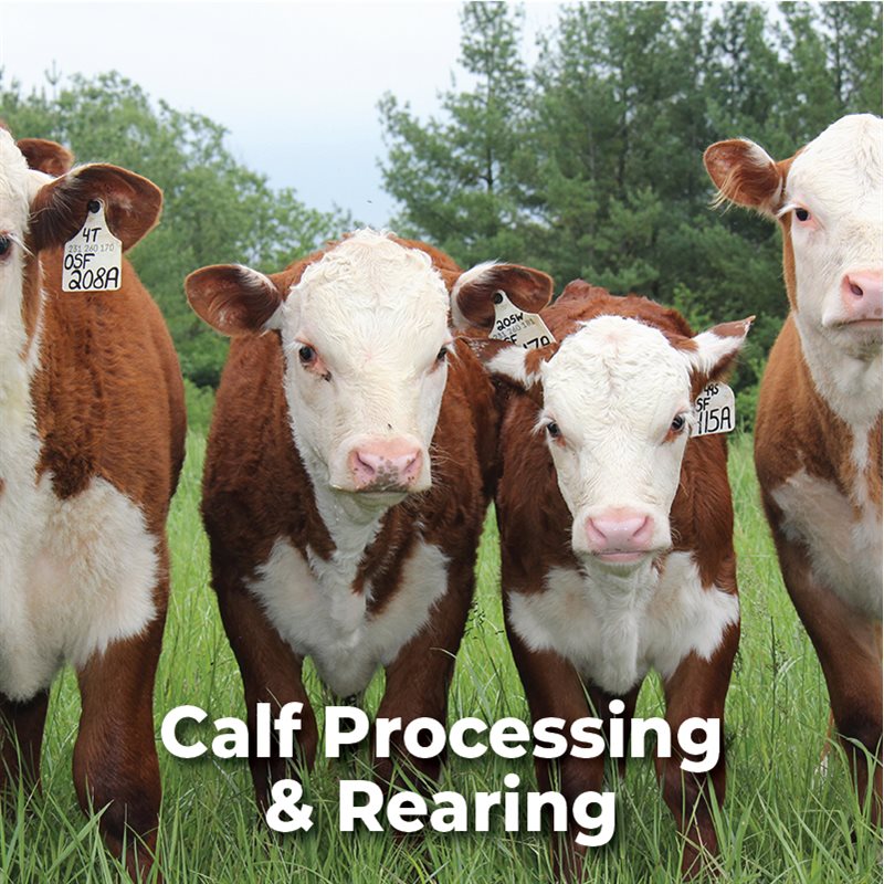 Calf Processing & Rearing