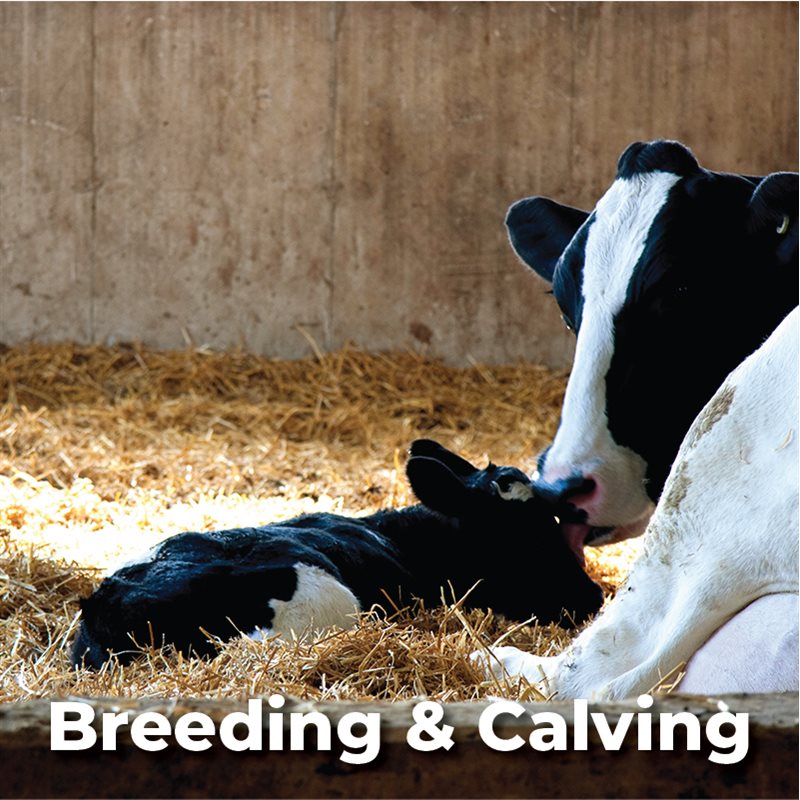 Breeding & Calving