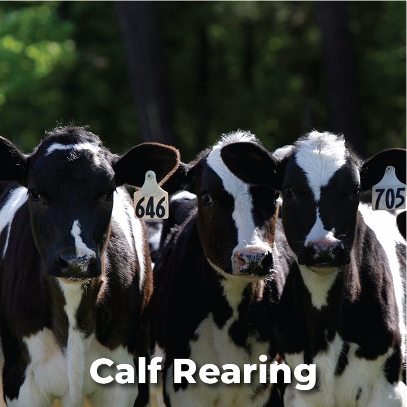 Calf Rearing