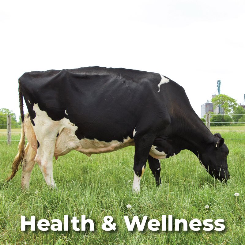 Dairy Health & Wellness