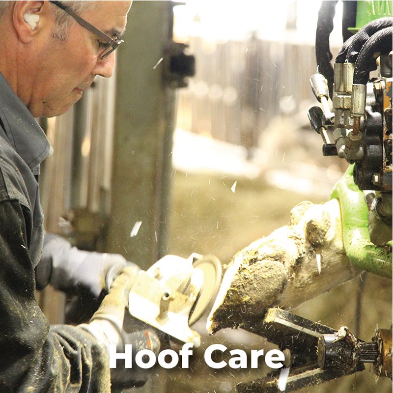 Hoof Care