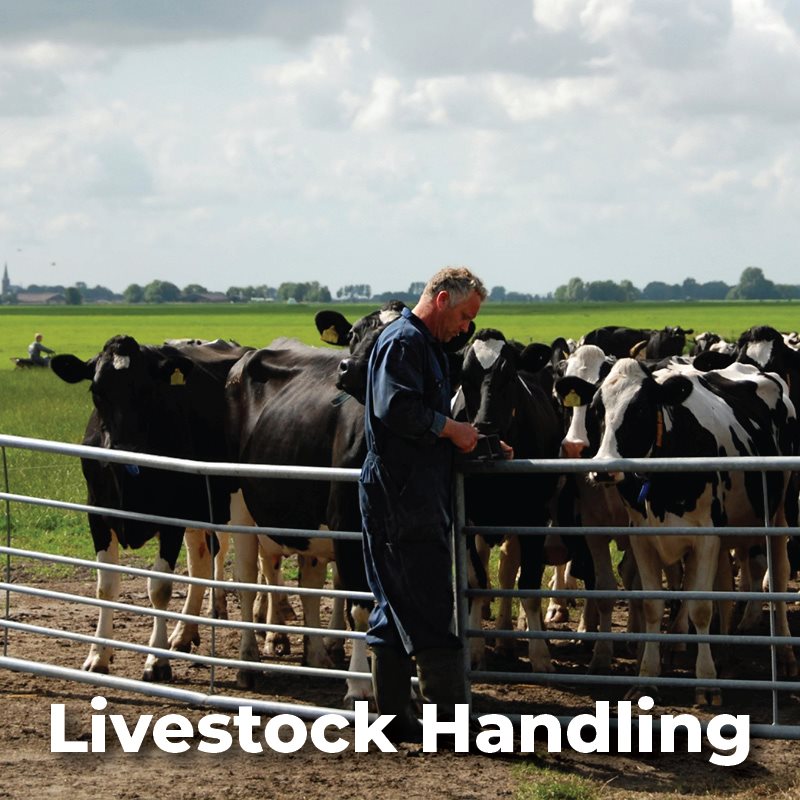 Livestock Handling