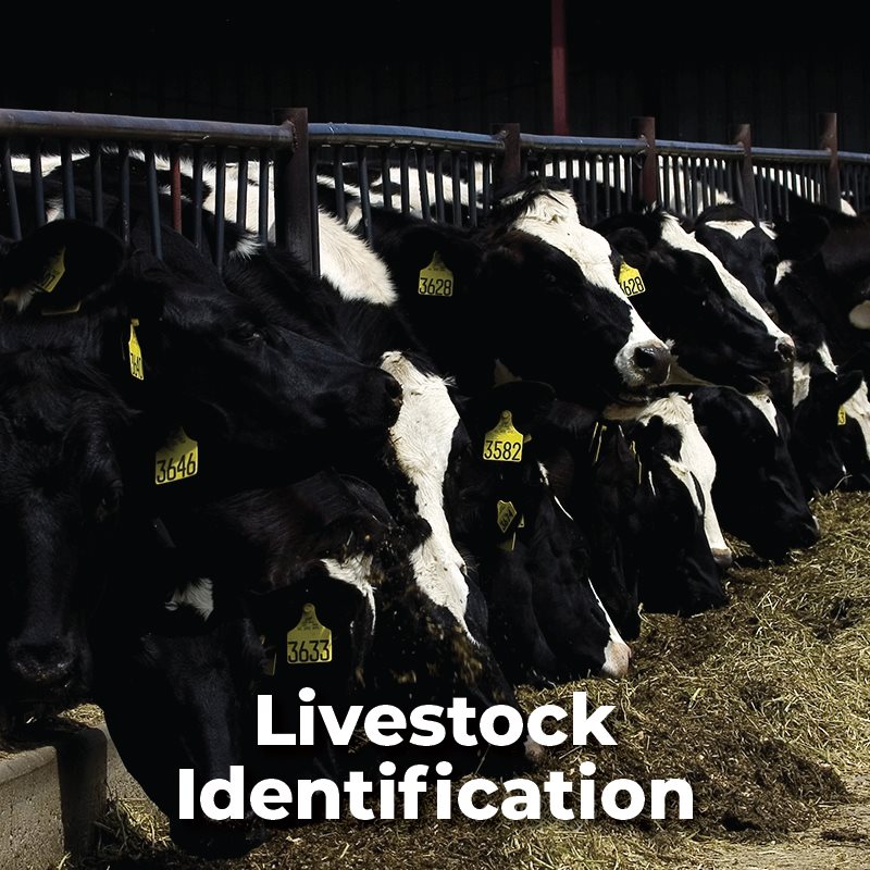 Livestock Identification