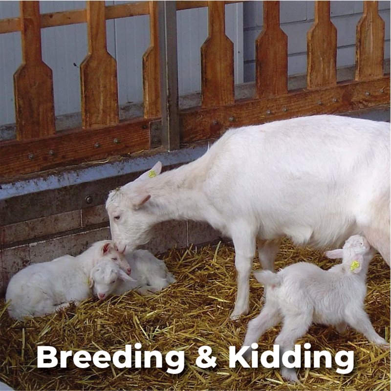Breeding & Kidding