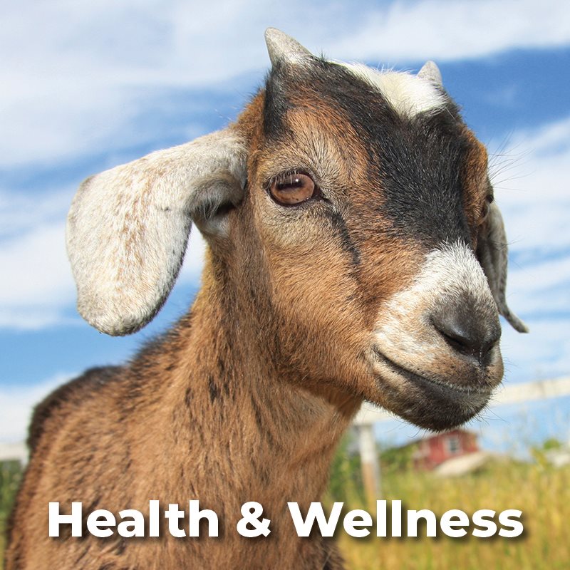 Goat Health & Wellness