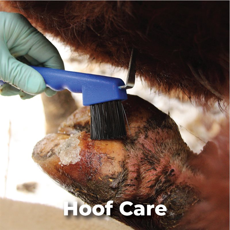 Hoof Care