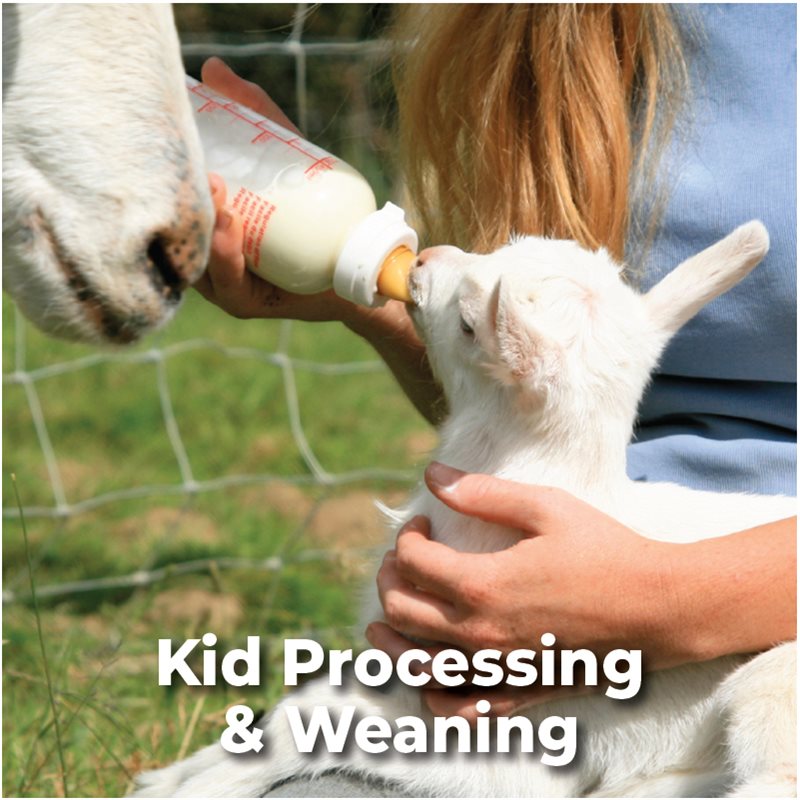 Kid Processing & Weaning