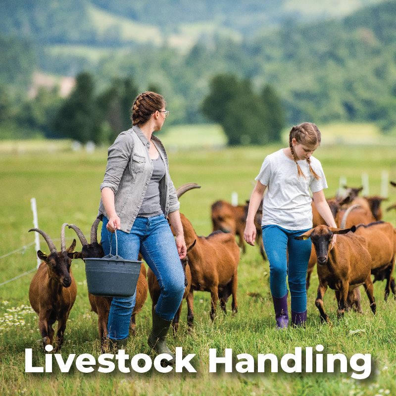 Livestock Handling