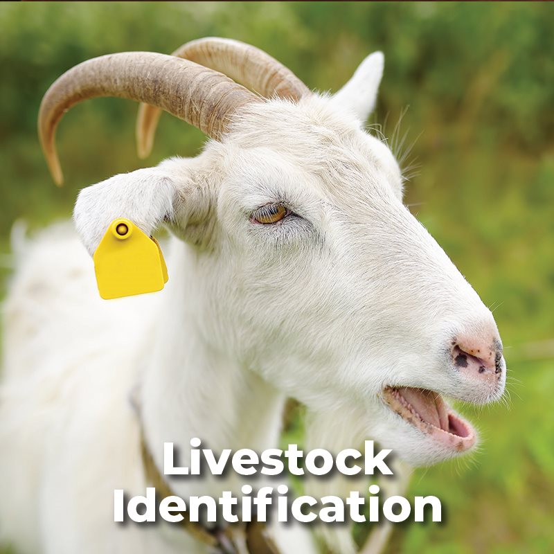 Livestock Identification