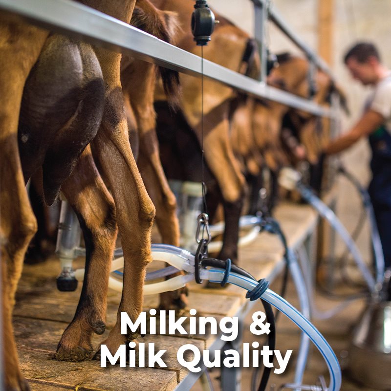 Milking & Milk Quality