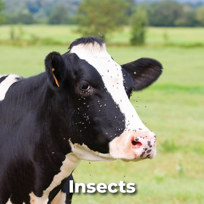 Insects
