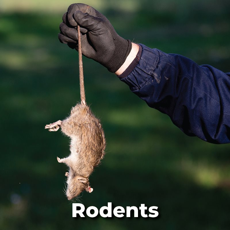 Rodents
