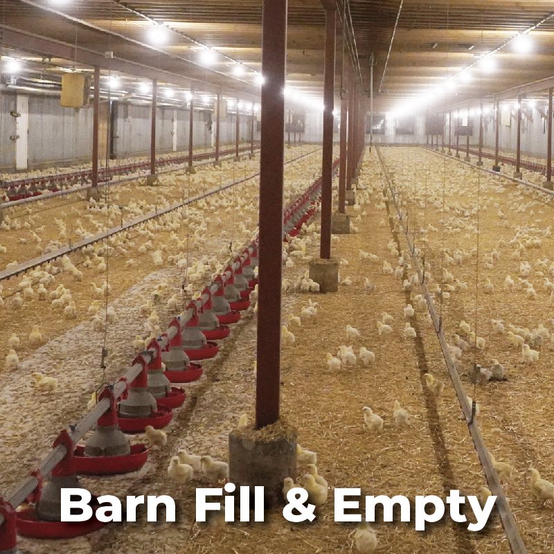 Poultry Barn Fill & Empty