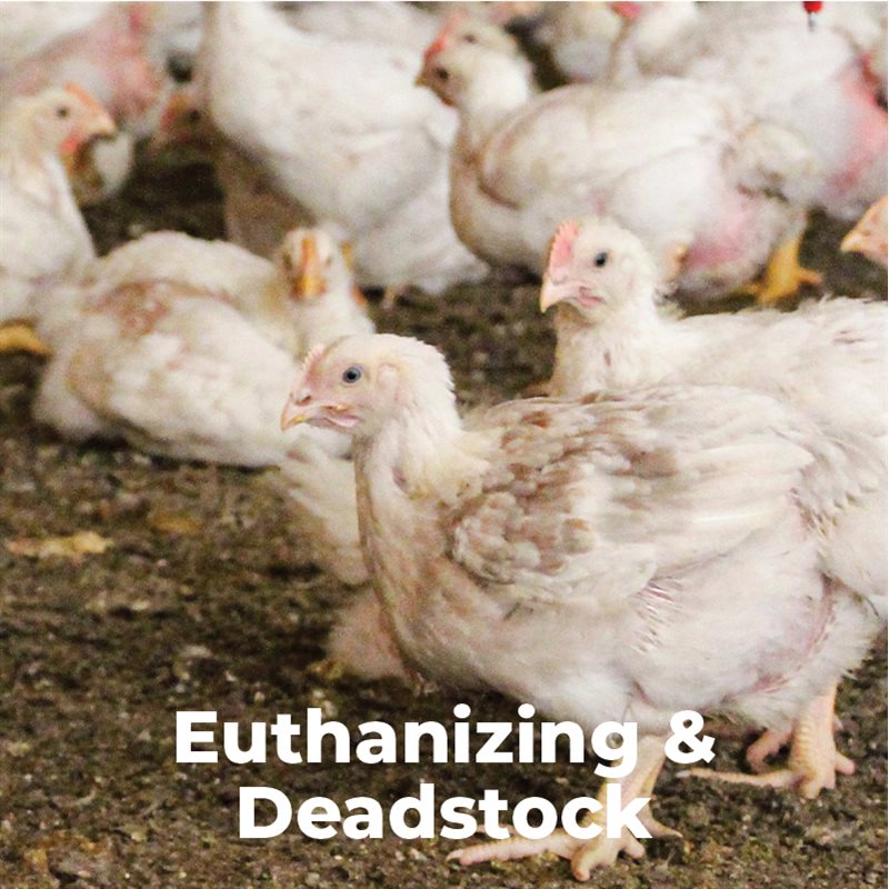 Euthanizing & Deadstock