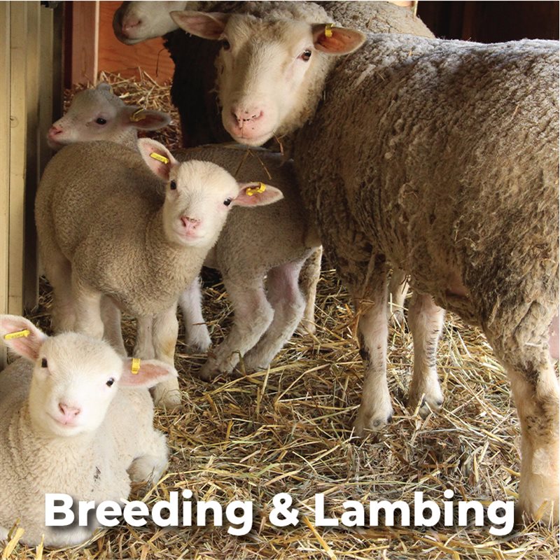 Breeding & Lambing