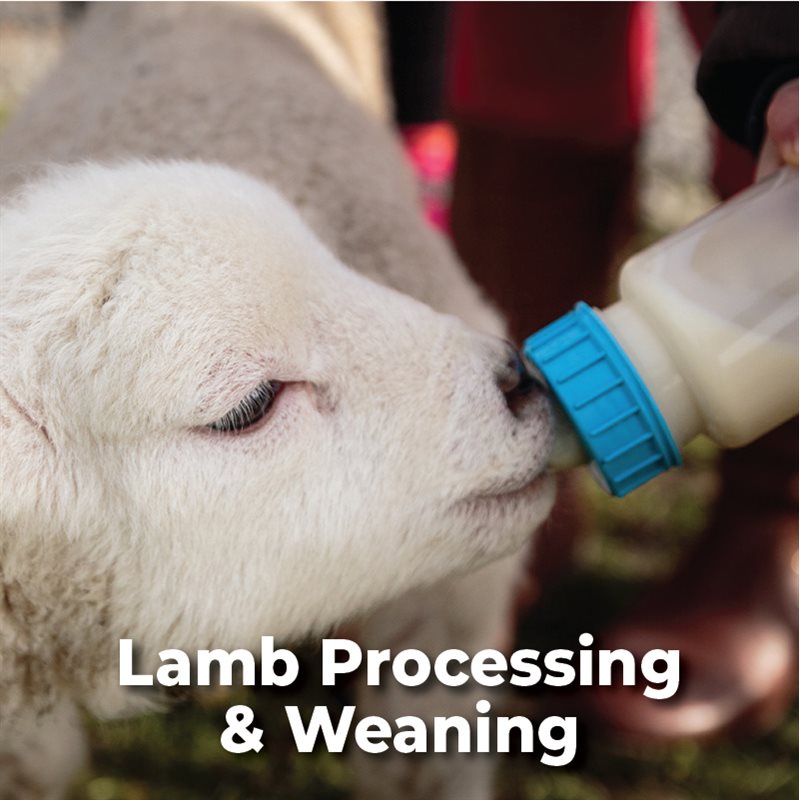 Lamb Processing and Weaning