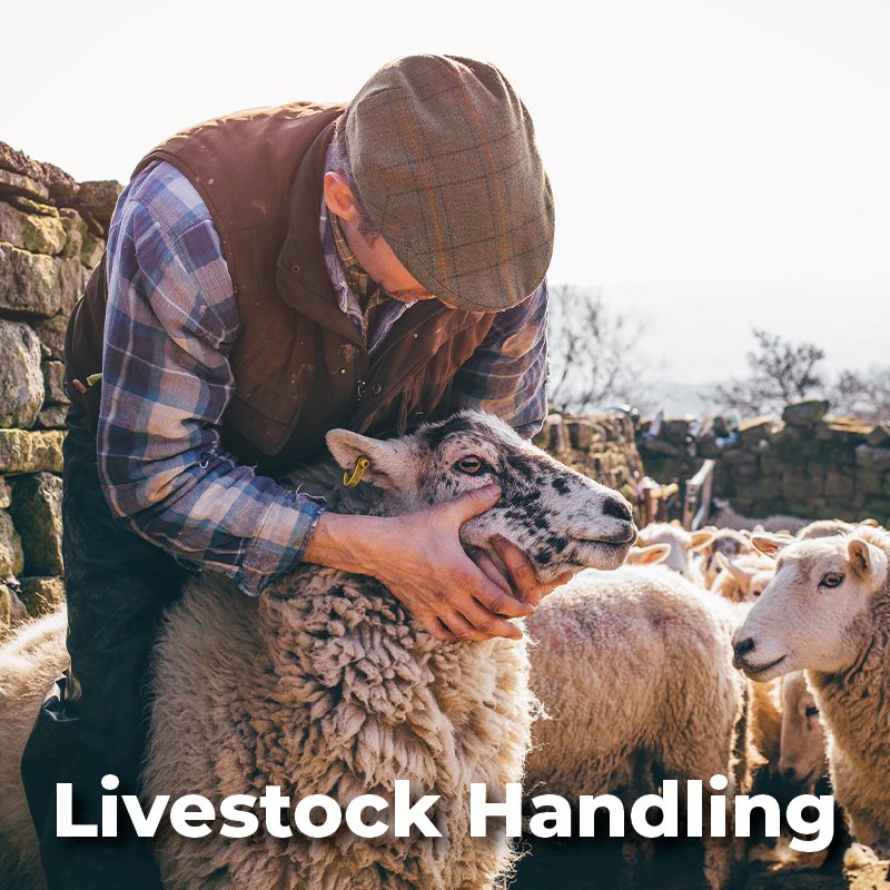Livestock Handling