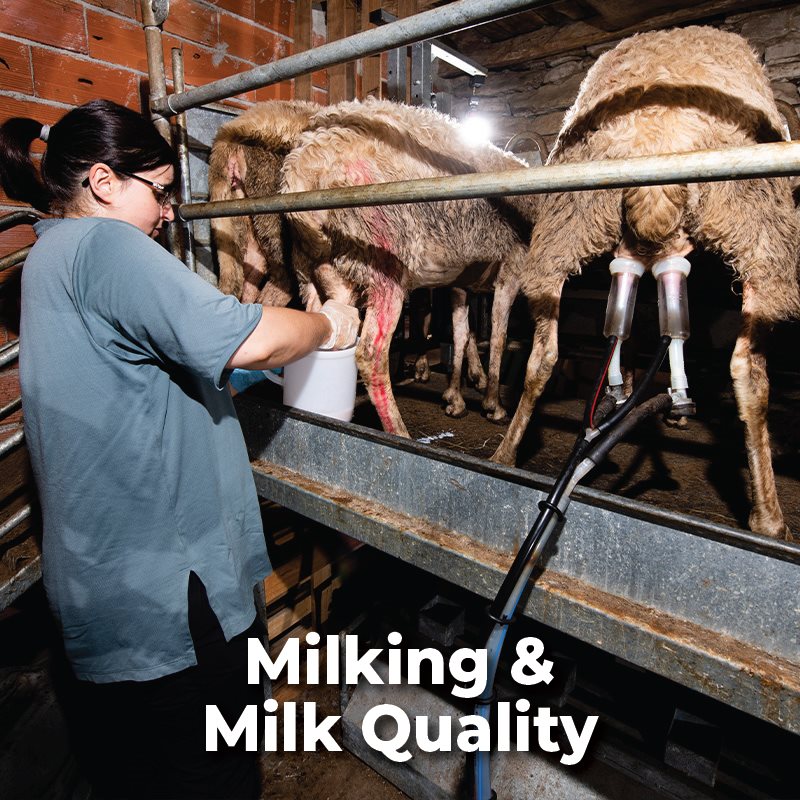 Milking & Milk Quality