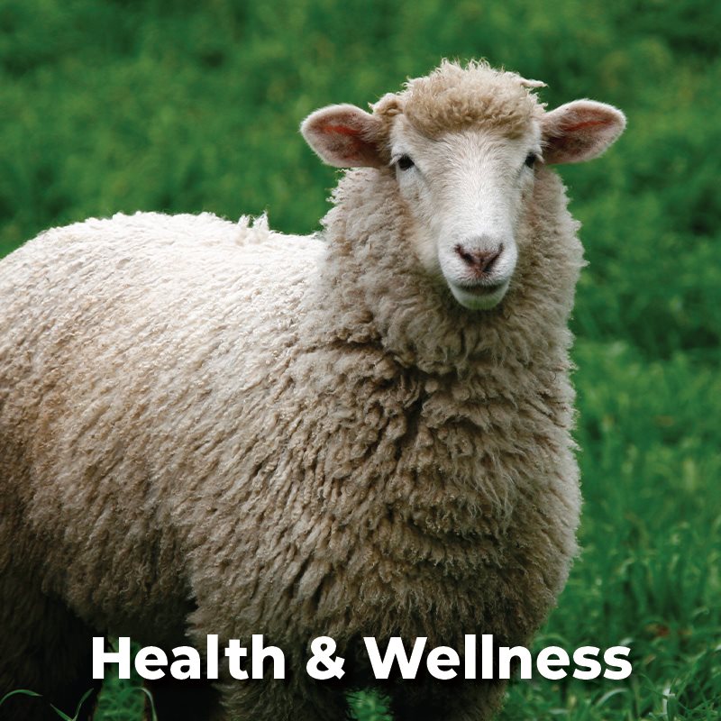 Sheep Health & Wellness