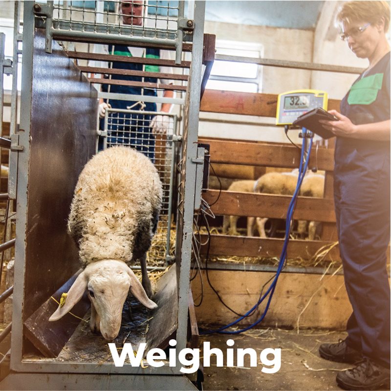 Weighing