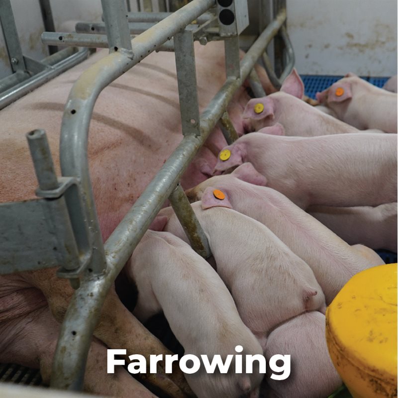 Farrowing