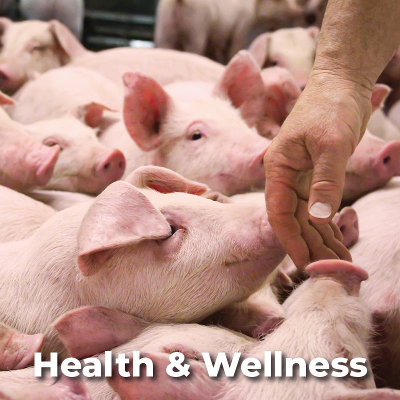 Pig Health & Wellness