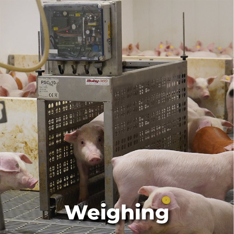 Weighing