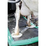 MS AUTOHOOFCLEAN - DRUM & LONG MAT KIT