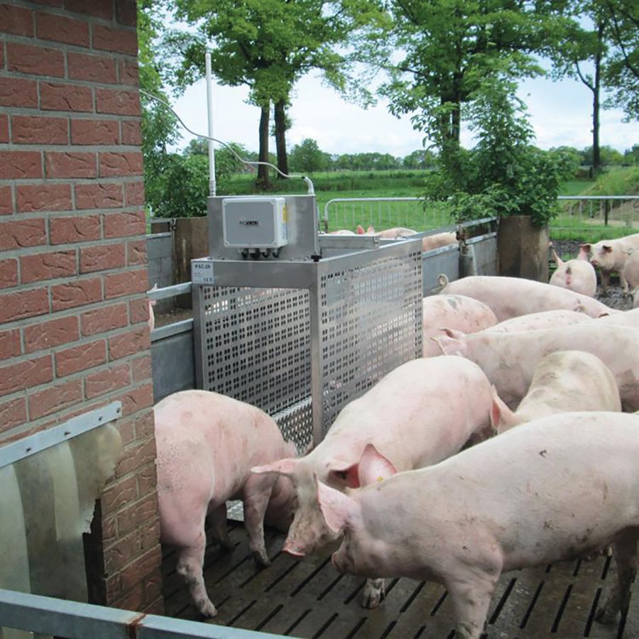 HOG WEIGH SCALE UNIT