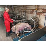 PORKY PICK UP SOW CARCASS TROLLEY